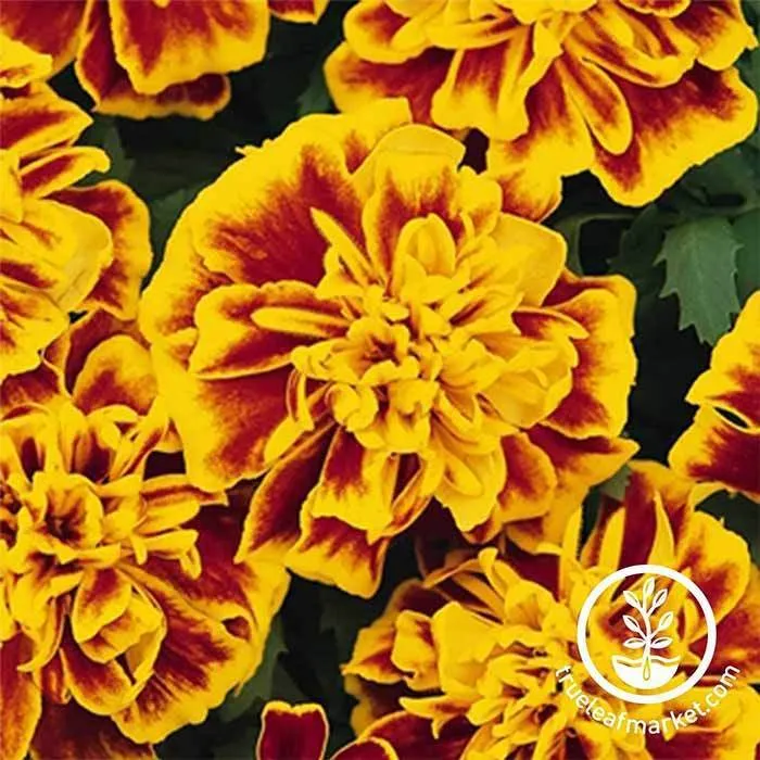 Marigold Seeds - Bonanza Series